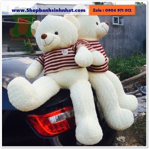 Gấu Bông Teddy Hàn Quốc - GAU37